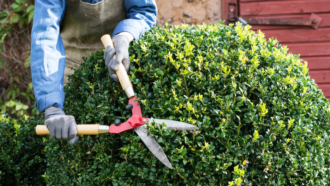 Small Tree Trimming