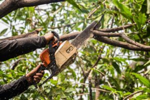 Tree Trimming And Cutting