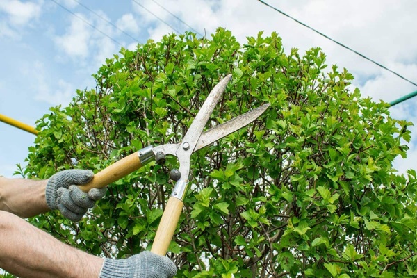Gardener trimming with loppers