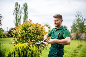 10 Common Gardening Mistakes Auckland Homeowners Should Avoid