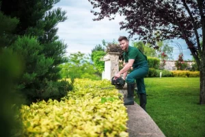 Best Time to Trim Hedges in Auckland: A Seasonal Hedge Care Guide